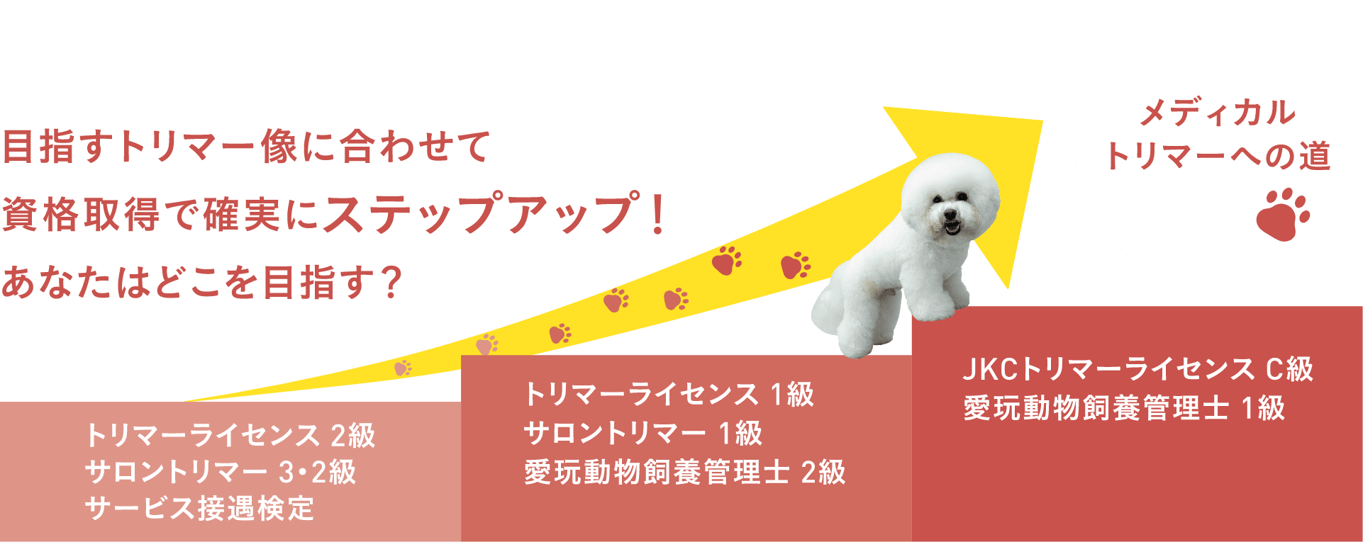 目指すトリマー像に合わせて資格取得で確実にステップアップ!あなたはどこを目指す？